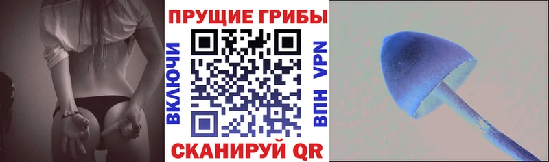 Купить  Гвардейск  Псилоцибиновые грибы мицелий 